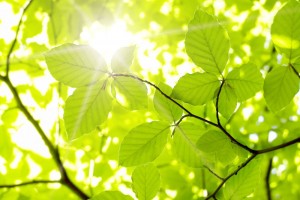 la nature et ses vertus avec Sylvia Martinez, sophrologue certifiée à Vence