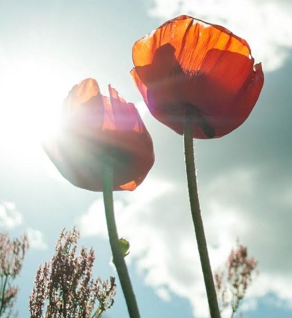 fleurs du bonheur