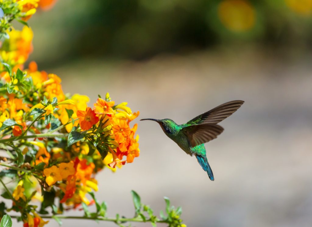 Kolibri